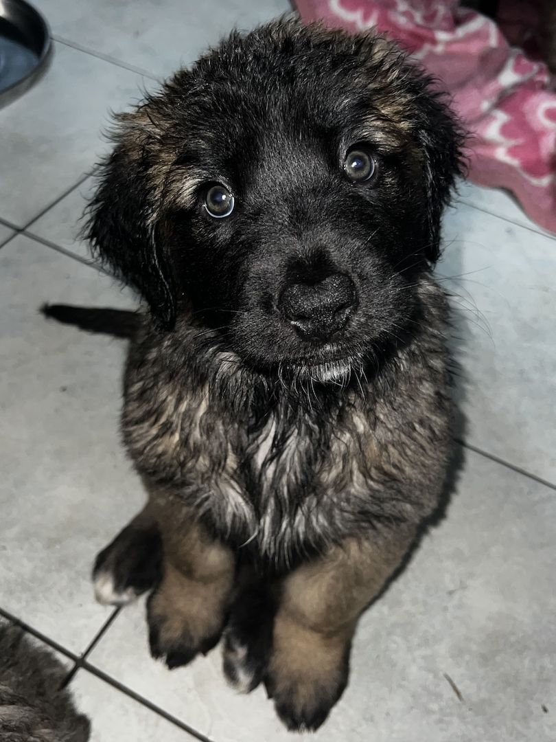 Süße Leonberger/Germanischer Bärenhund Hundewelpen