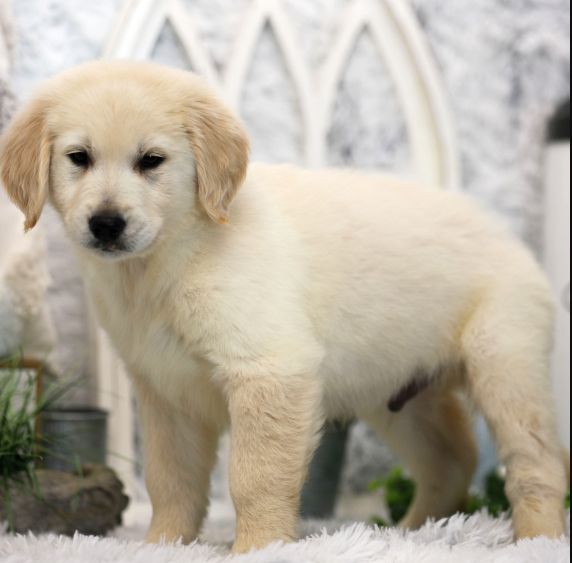 Golden Retriever Welpe