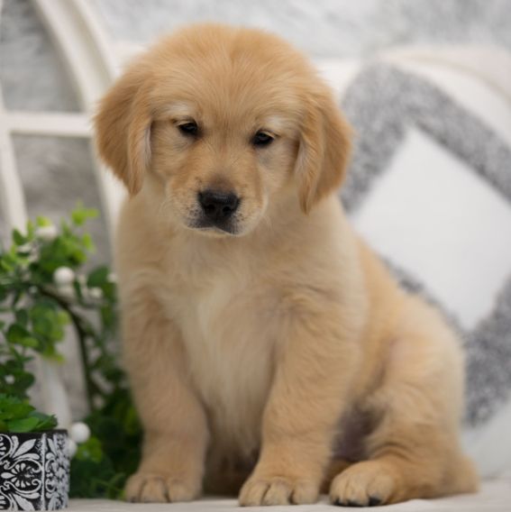 Golden Retriever Welpe