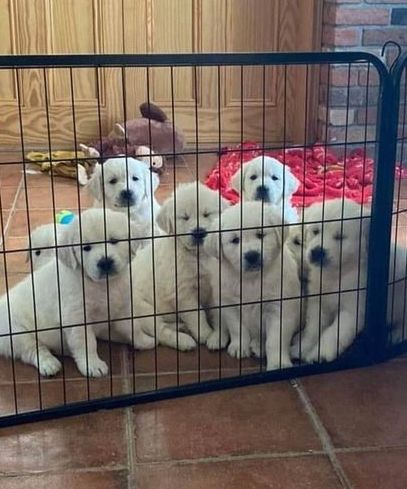 Golden Retriever Welpe