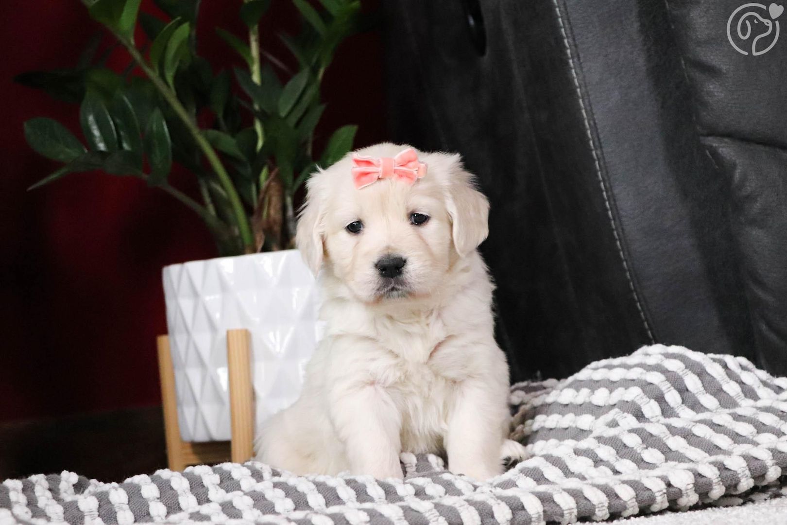 Golden Retriever Welpen abzugeben mit Ahnentafel