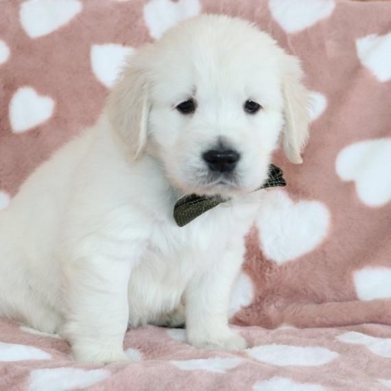 Golden Retriever Welpen abzugeben mit Ahnentafel