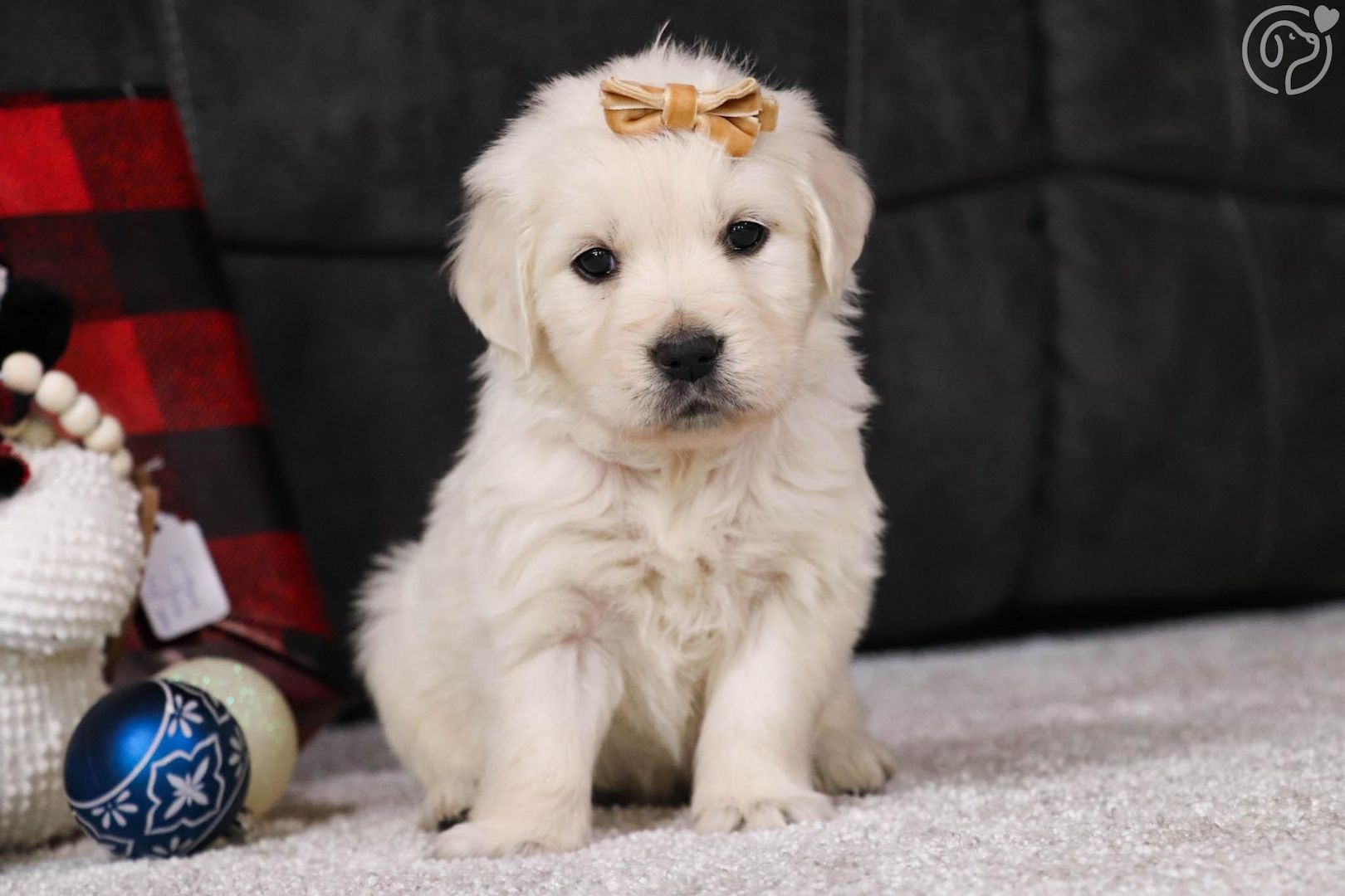 Golden Retriever Welpen abzugeben mit Ahnentafel