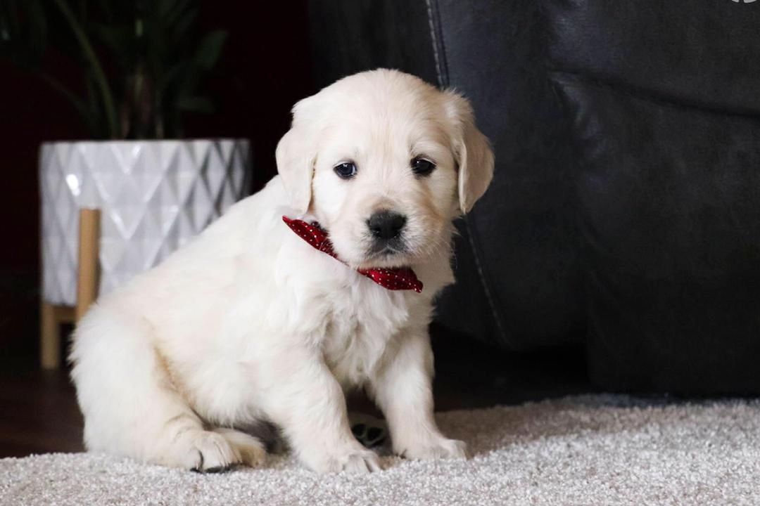 Golden Retriever Welpen