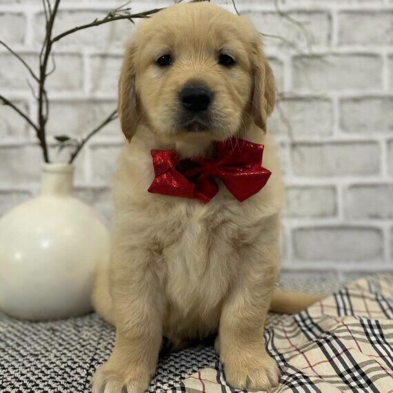 Golden Retriever Welpen