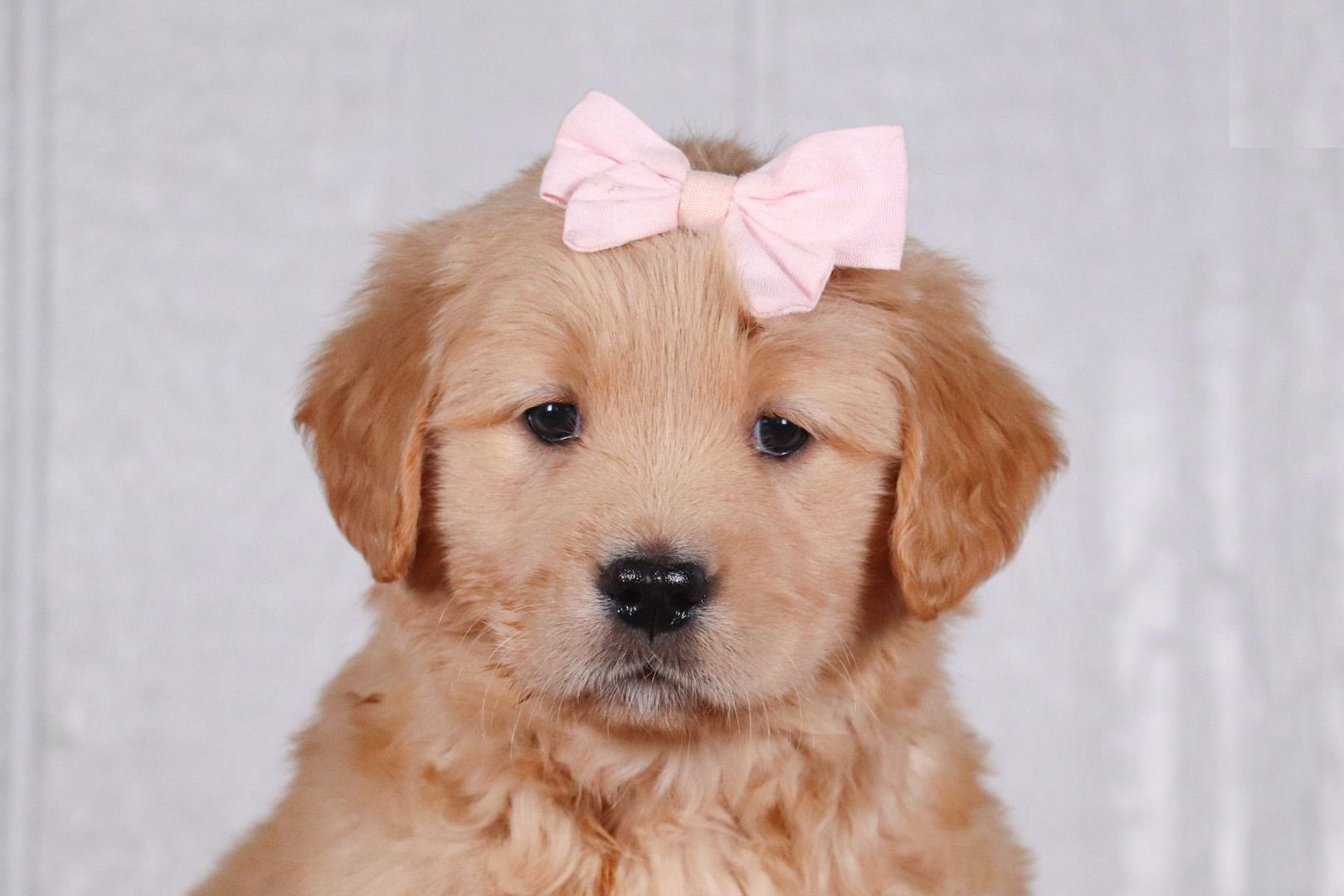 Golden Retriever Welpen