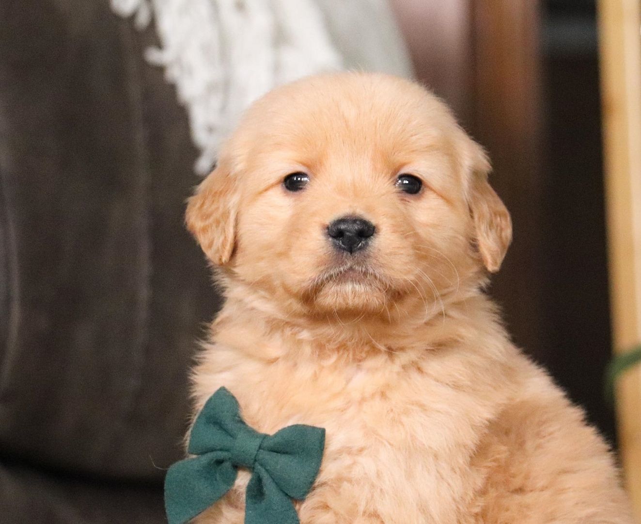 Golden Retriever Welpen mit Papieren