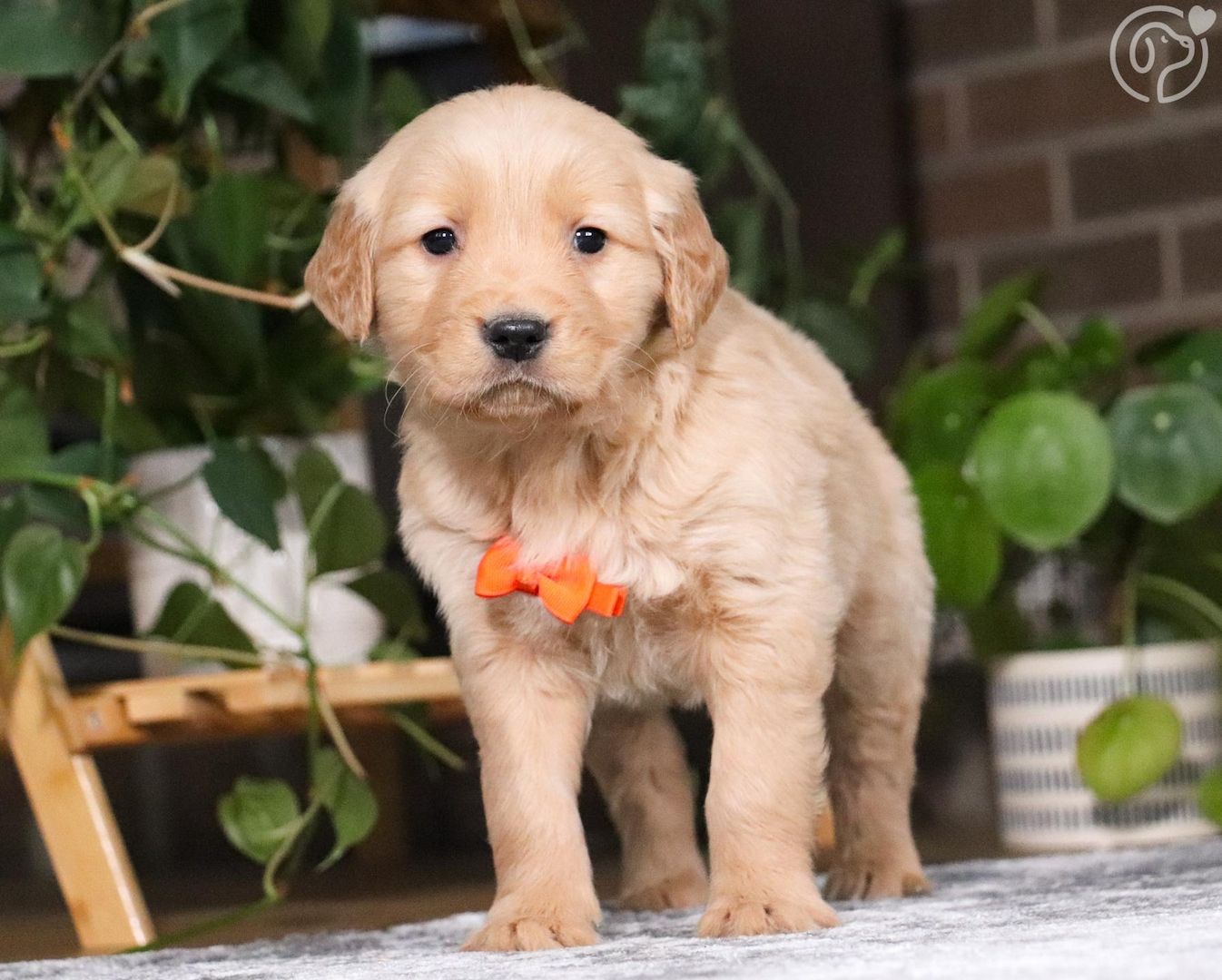 Golden Retriever Welpen mit Papieren