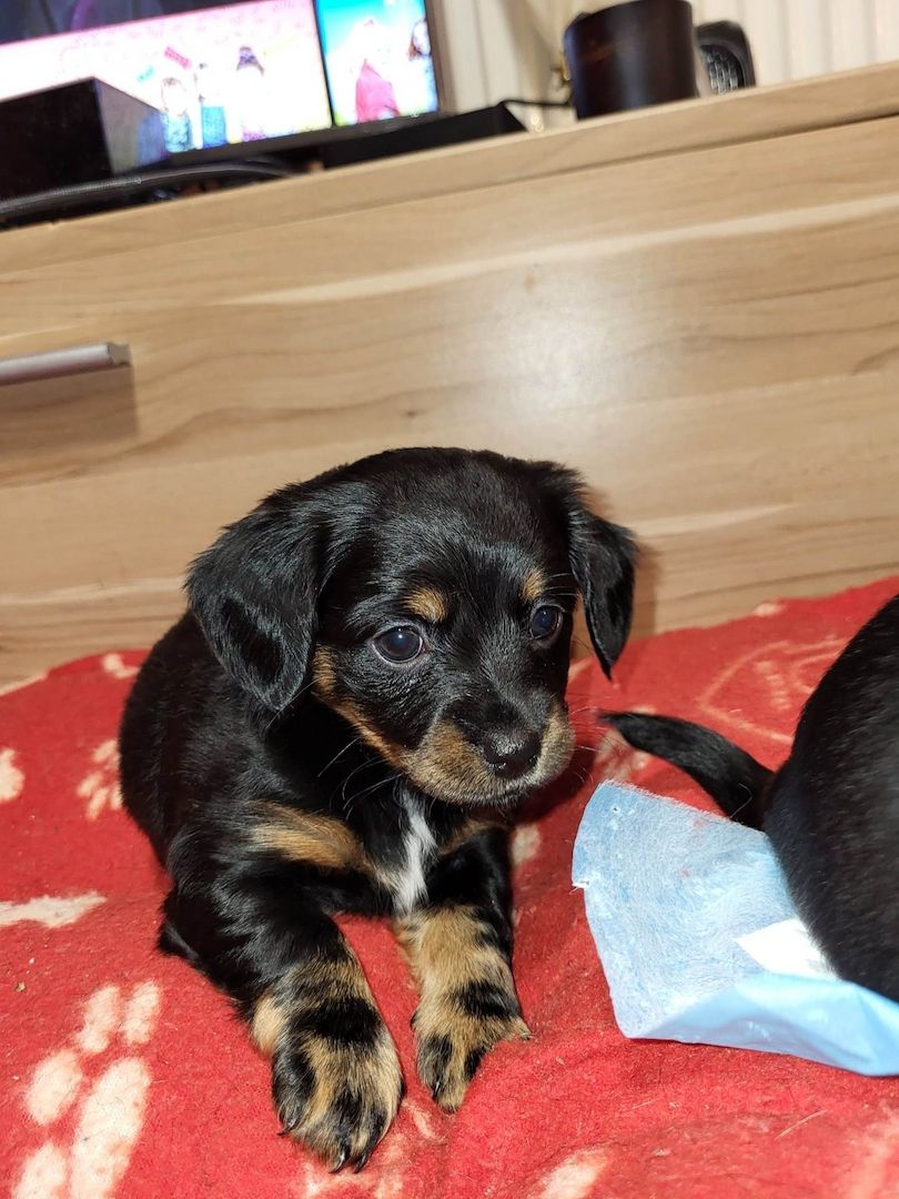 Rasselbande Welpen suchen ein zuhause