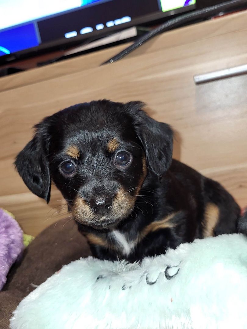 Rasselbande Welpen suchen ein zuhause