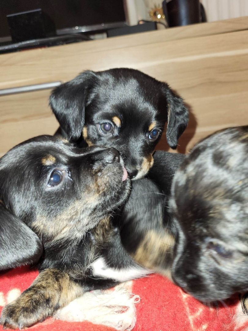 Rasselbande Welpen suchen ein zuhause