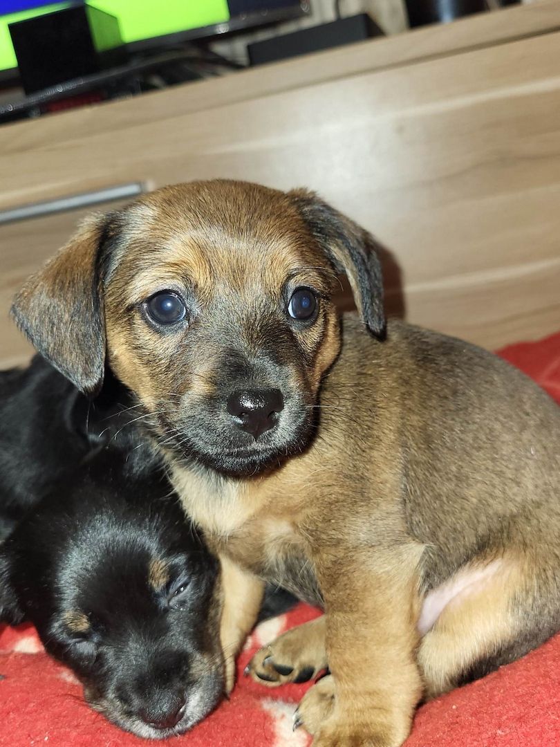 Rasselbande Welpen suchen ein zuhause