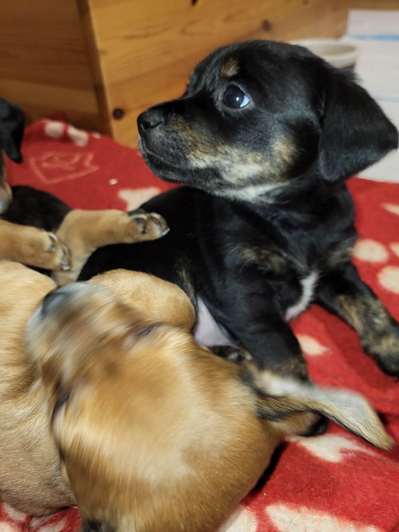 Rasselbande Welpen suchen ein zuhause
