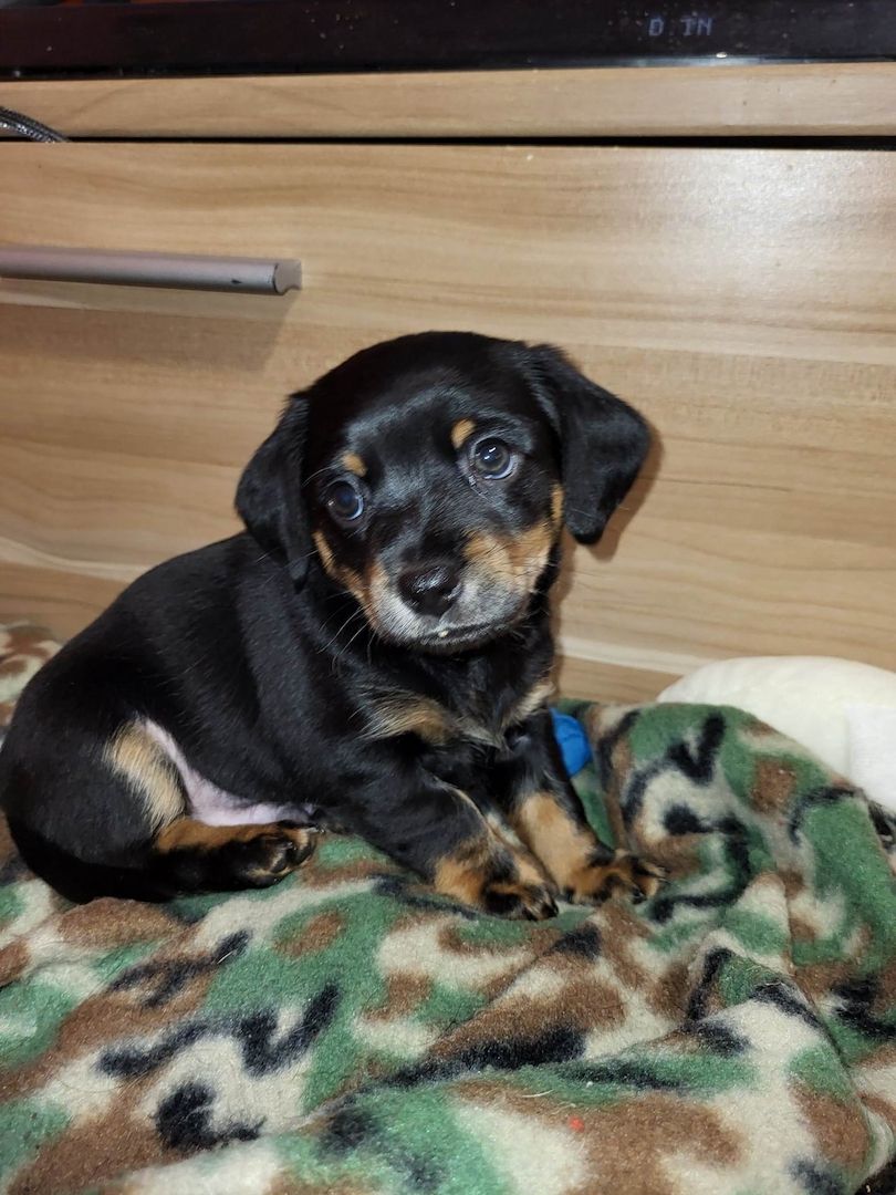 Rasselbande Welpen suchen ein zuhause