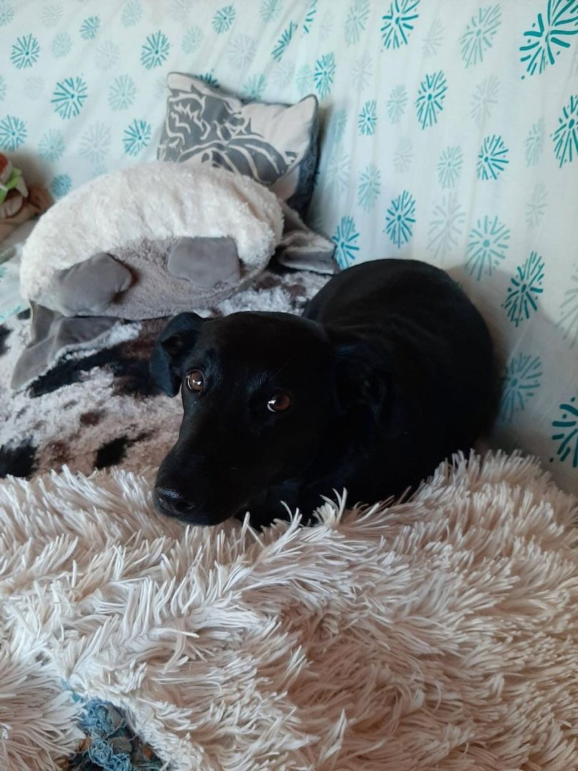 Rasselbande Welpen suchen ein zuhause