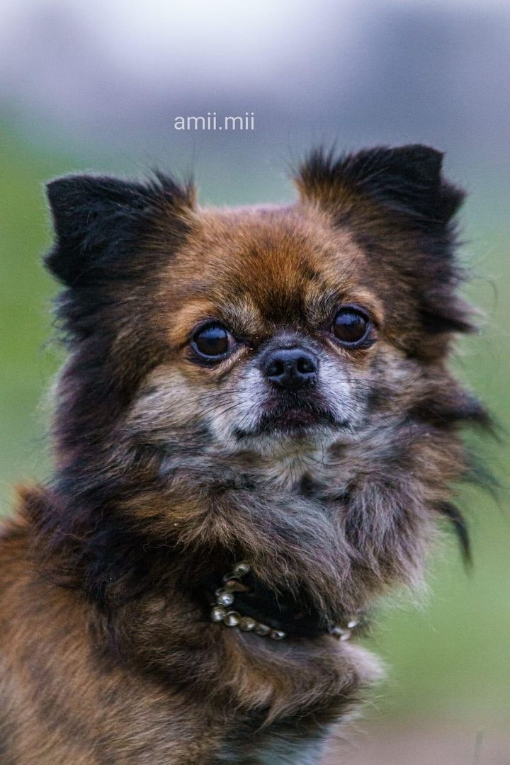 Rasselbande Welpen suchen ein zuhause