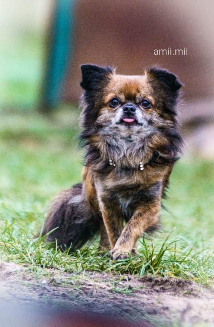 Rasselbande Welpen suchen ein zuhause