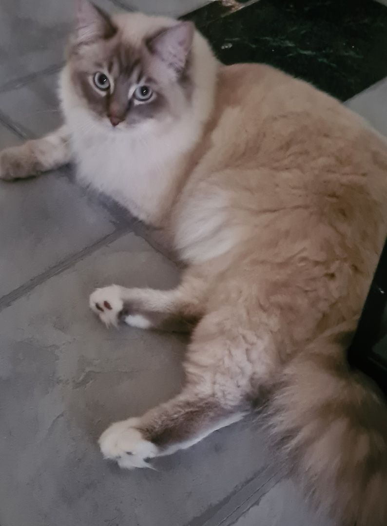 Heilige Birma Kater Heilige Birma Kater