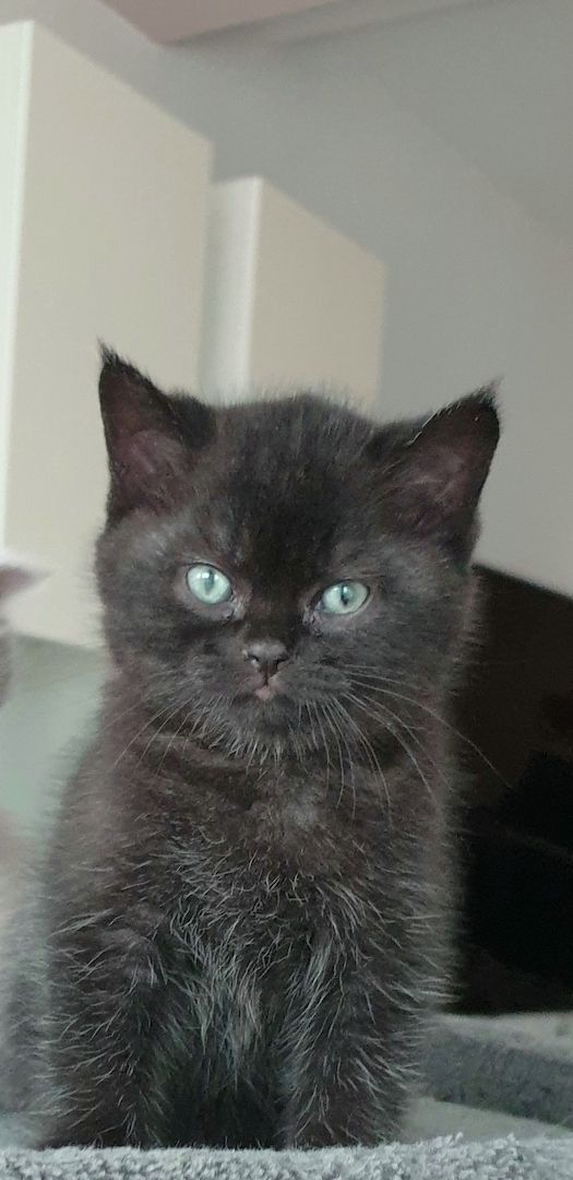 BKH Kitten