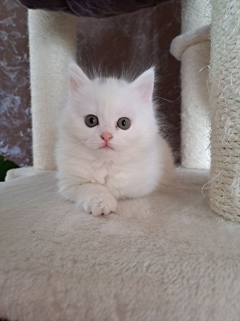 Türkish Angora - British Langhaar Kitten (weiblich) Türkish Angora - British Langhaar Kitten (weiblich)