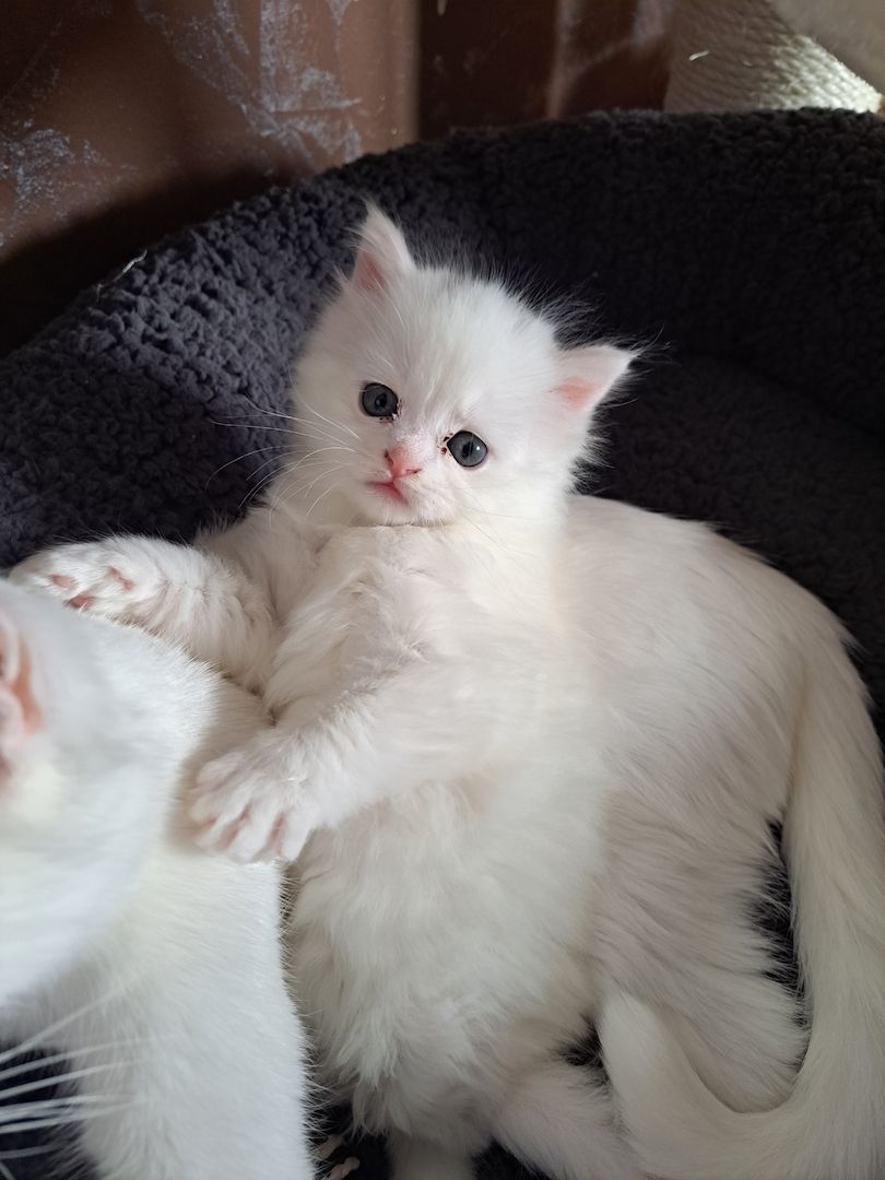 Türkish Angora - British Langhaar Kitten (weiblich) Türkish Angora - British Langhaar Kitten (weiblich)