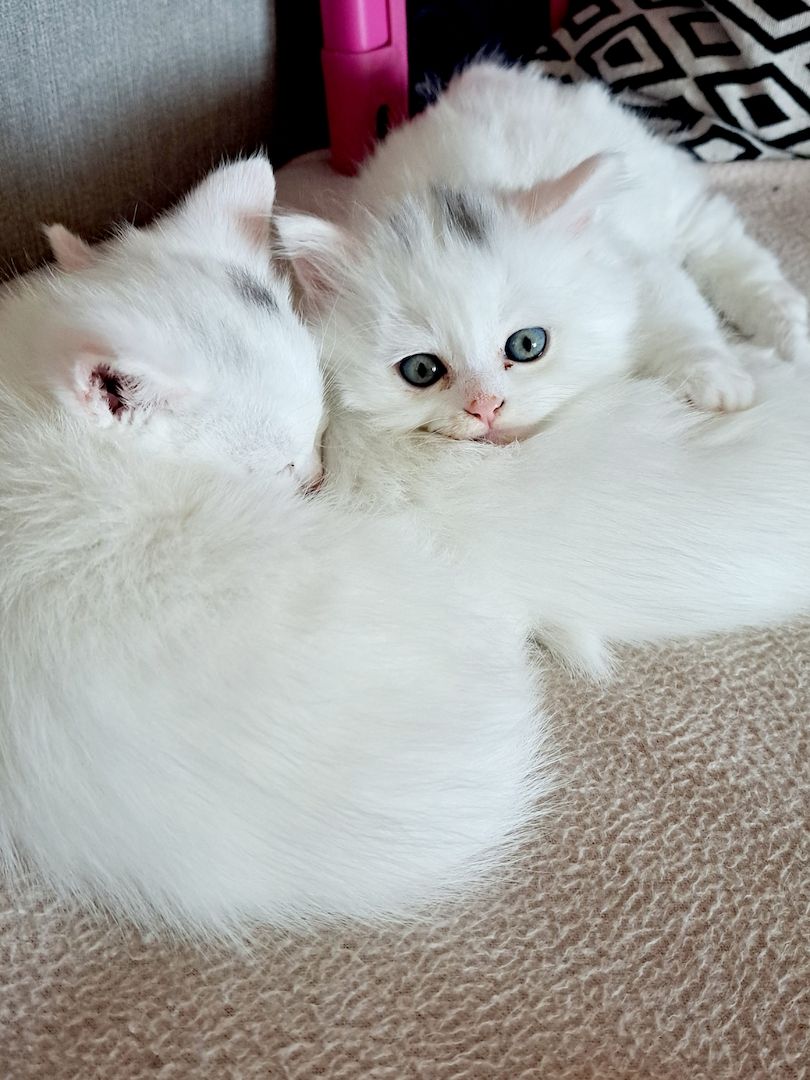 Türkish Angora - British Langhaar Kitten (weiblich) Türkish Angora - British Langhaar Kitten (weiblich)