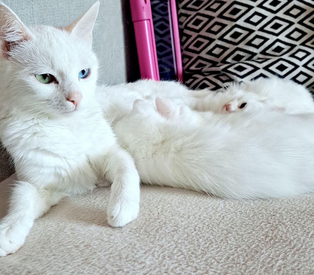 Türkish Angora - British Langhaar Kitten (weiblich) Türkish Angora - British Langhaar Kitten (weiblich)