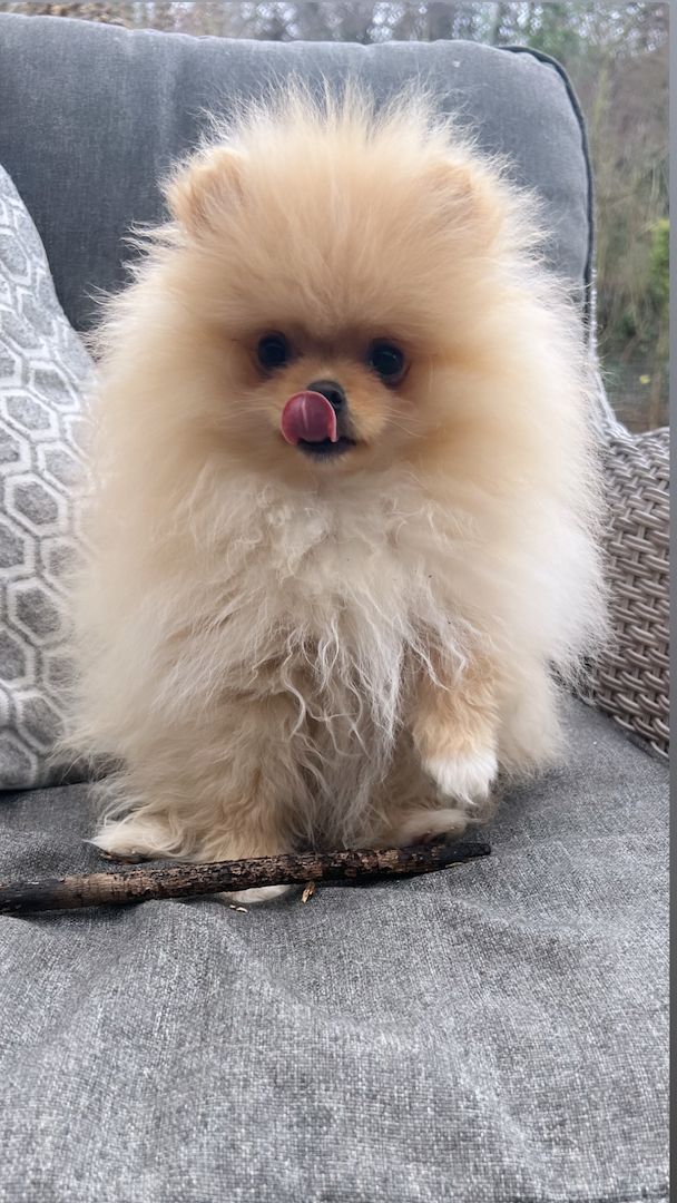 Pomeranian Welpe (Junge )