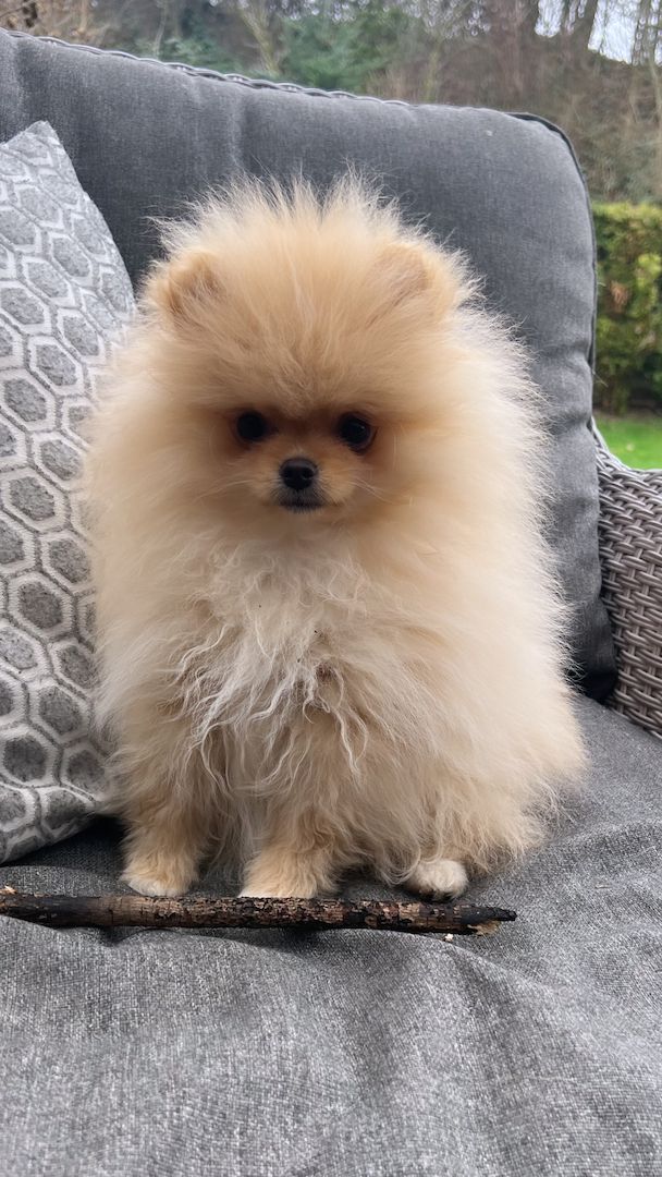 Pomeranian Welpe (Junge )