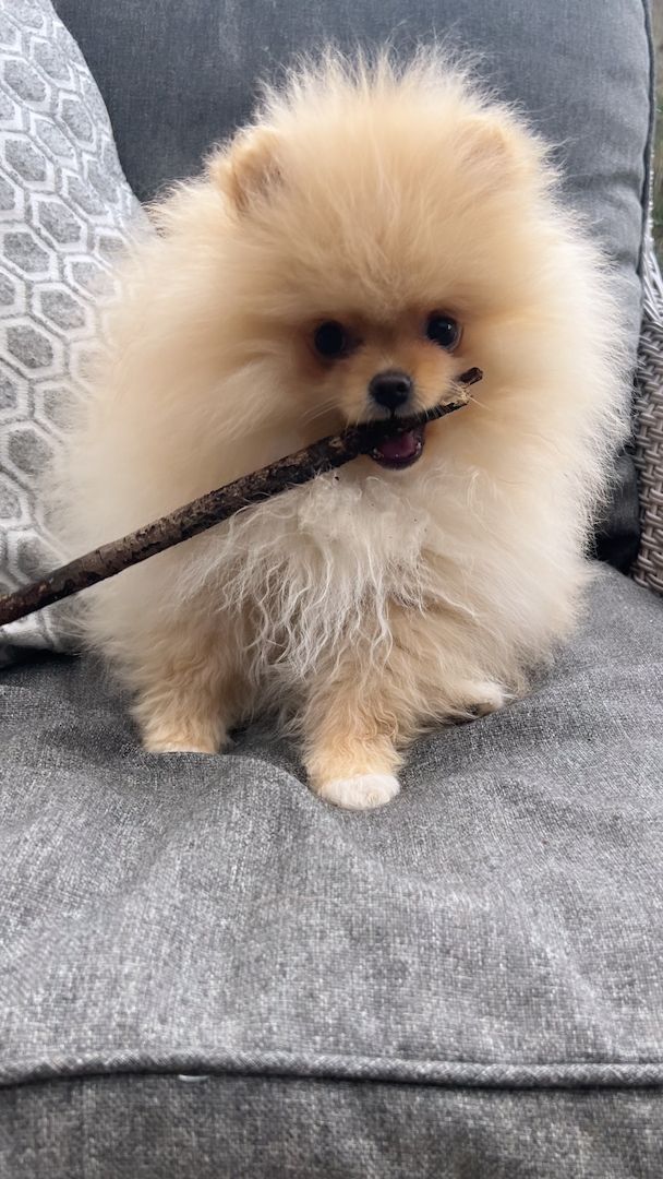 Pomeranian Welpe (Junge )