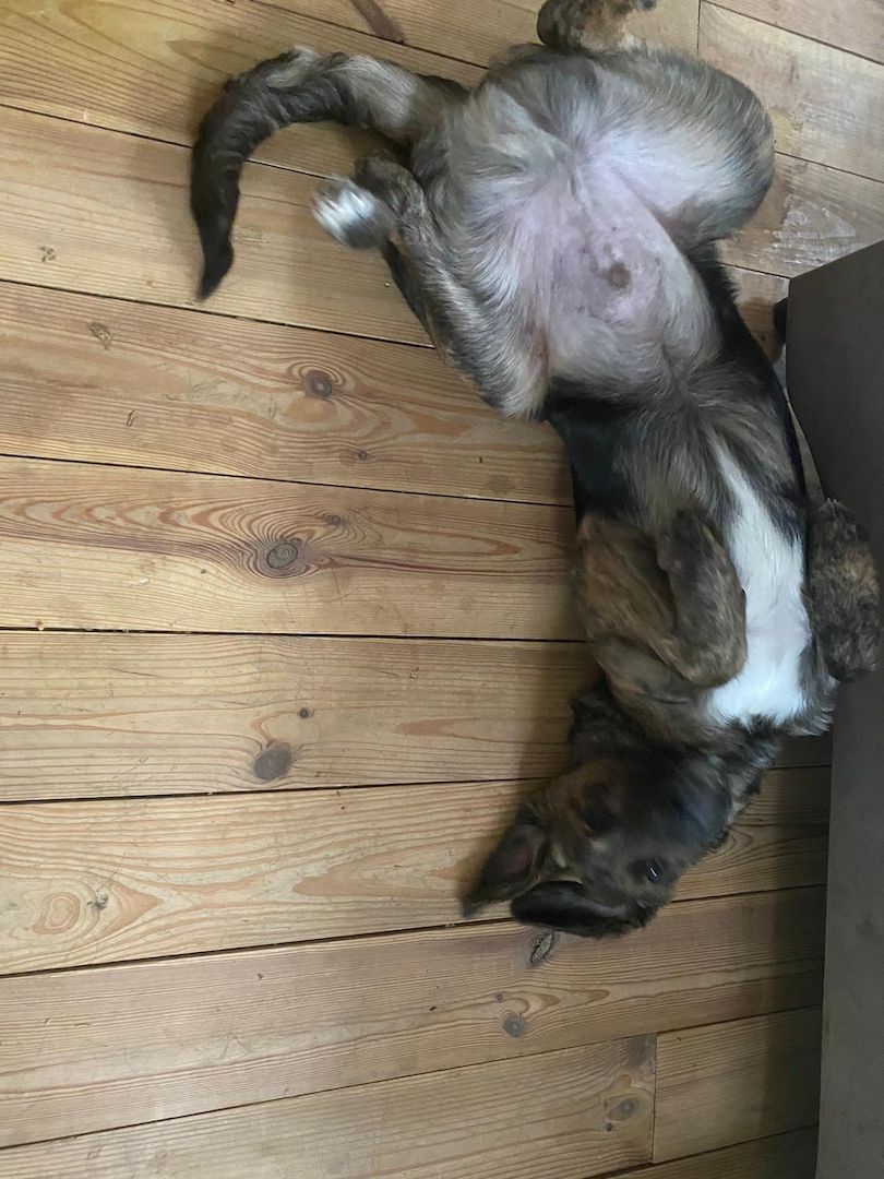 2 Rüden suchen ein liebevolles zu Hause 2 Rüden suchen ein liebevolles zu Hause