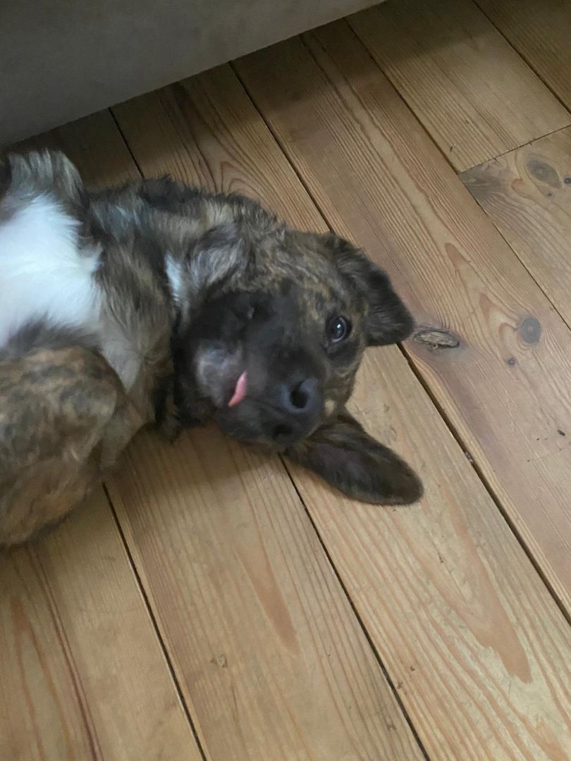 2 Rüden suchen ein liebevolles zu Hause 2 Rüden suchen ein liebevolles zu Hause