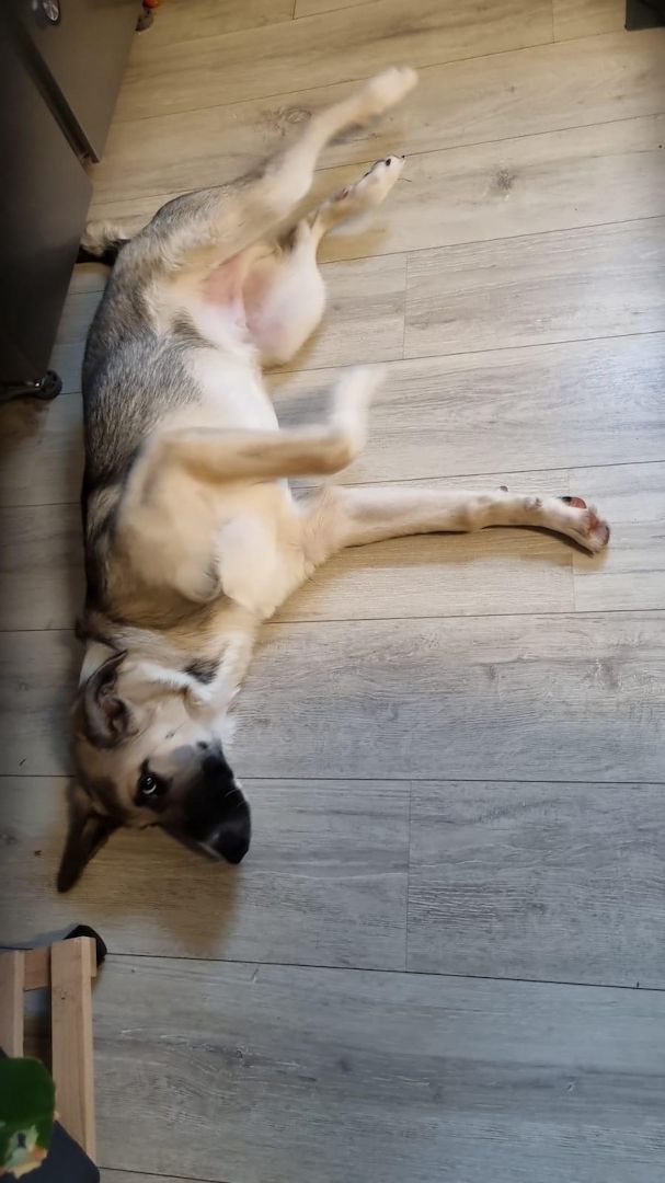 2 Rüden suchen ein liebevolles zu Hause 2 Rüden suchen ein liebevolles zu Hause