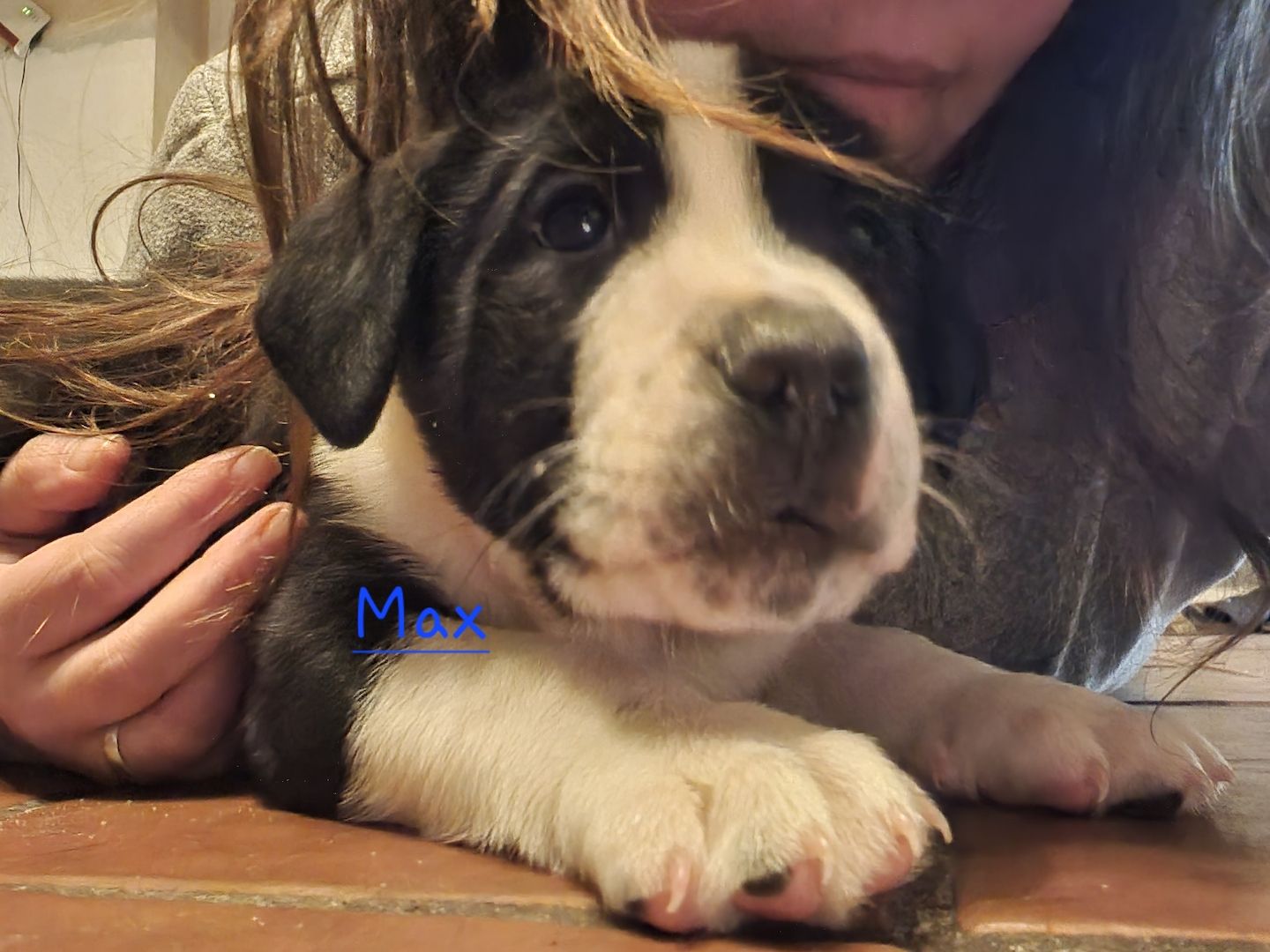 Ab sofort Mischlingswelpen Ab sofort Mischlingswelpen