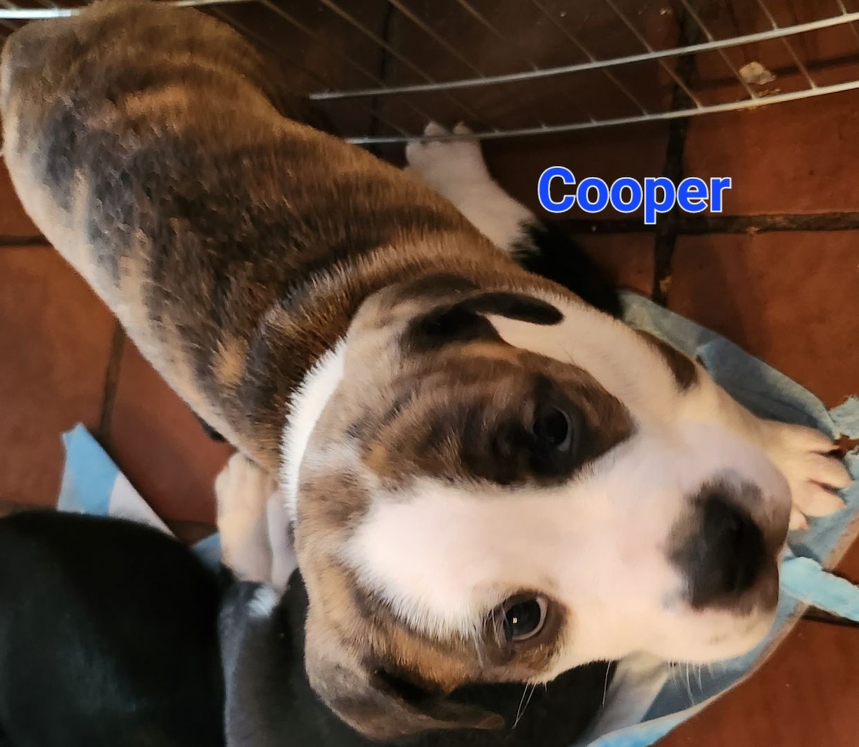 Ab sofort Mischlingswelpen Ab sofort Mischlingswelpen