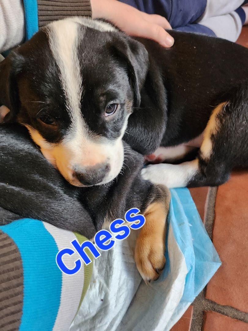 Ab sofort Mischlingswelpen Ab sofort Mischlingswelpen