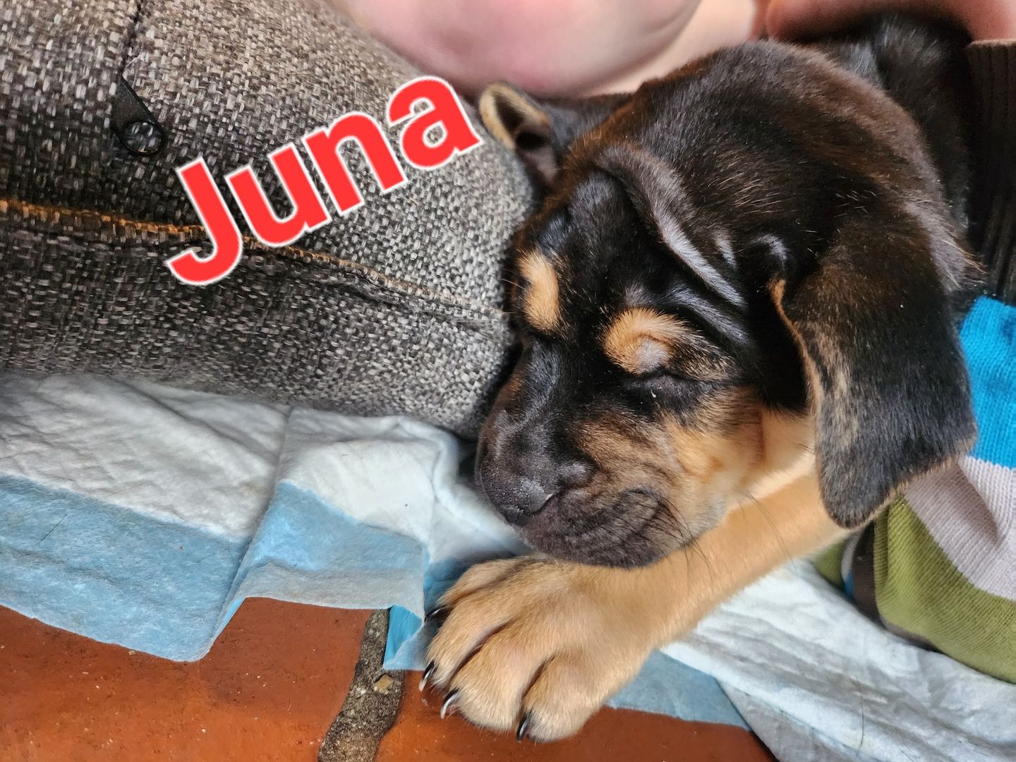 Ab sofort Mischlingswelpen Ab sofort Mischlingswelpen