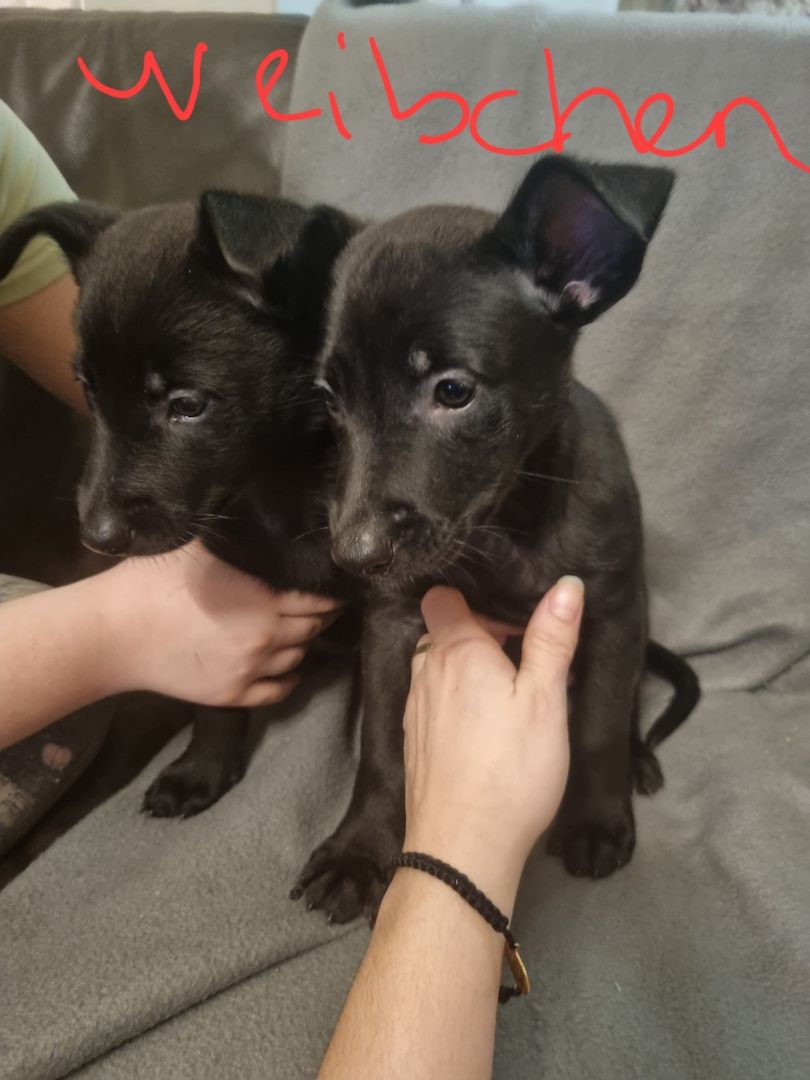 Belgischer Schäferhund Welpen