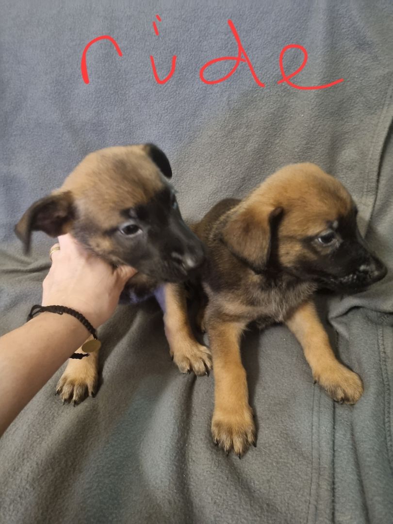 Belgischer Schäferhund Welpen