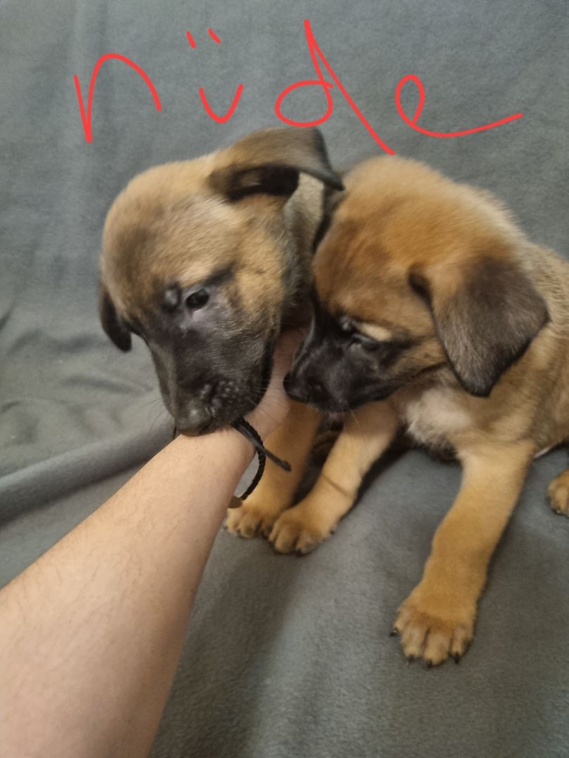 Belgischer Schäferhund Welpen