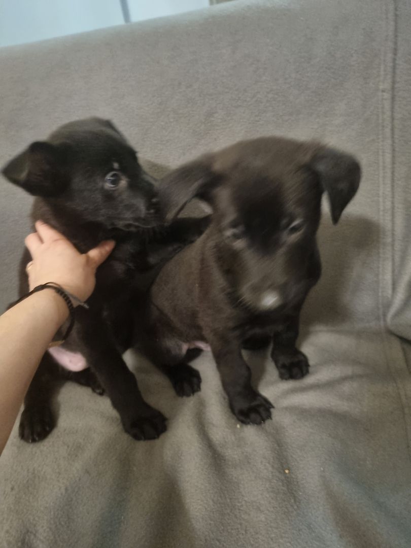 Belgischer Schäferhund Welpen