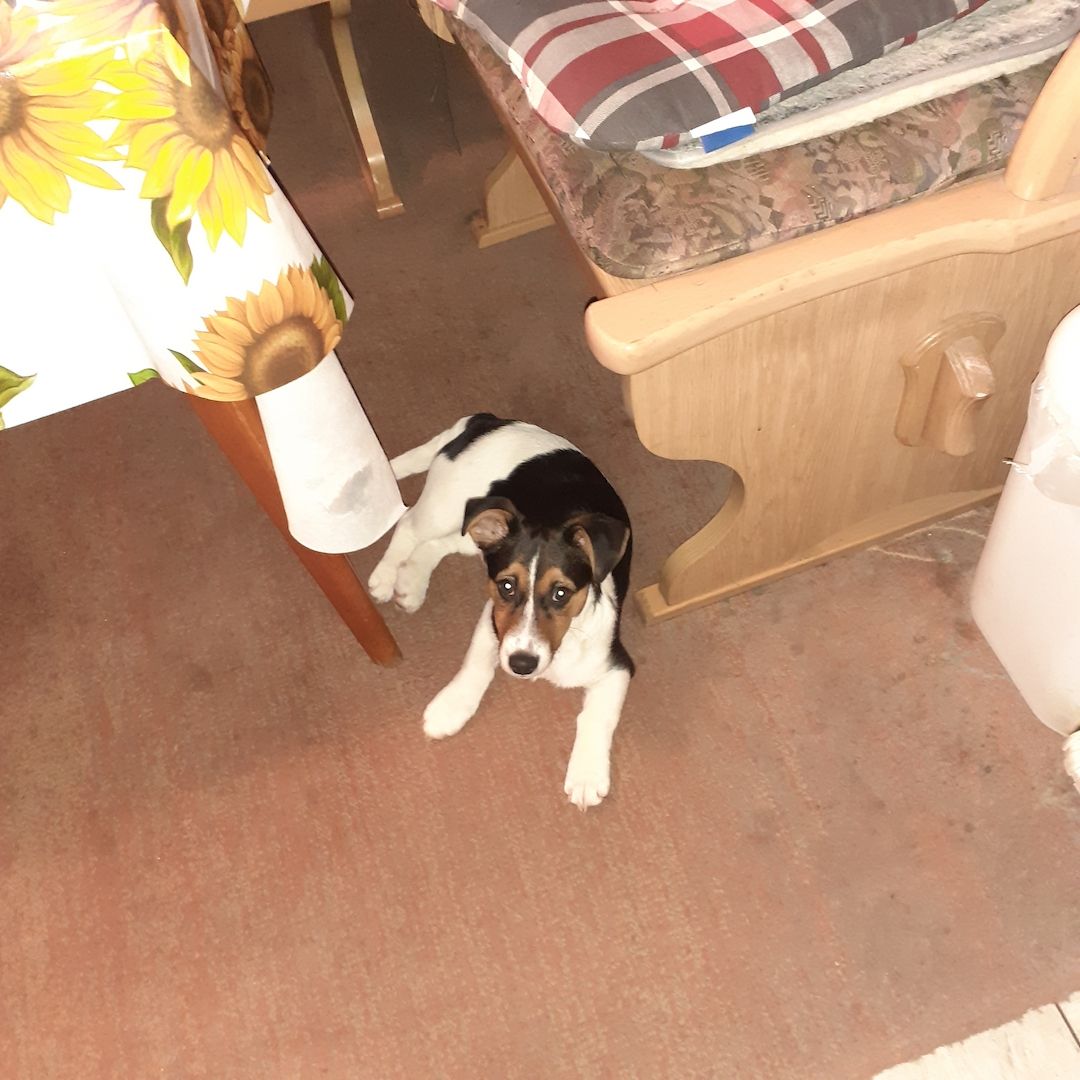 Jack-Russell-Terrier