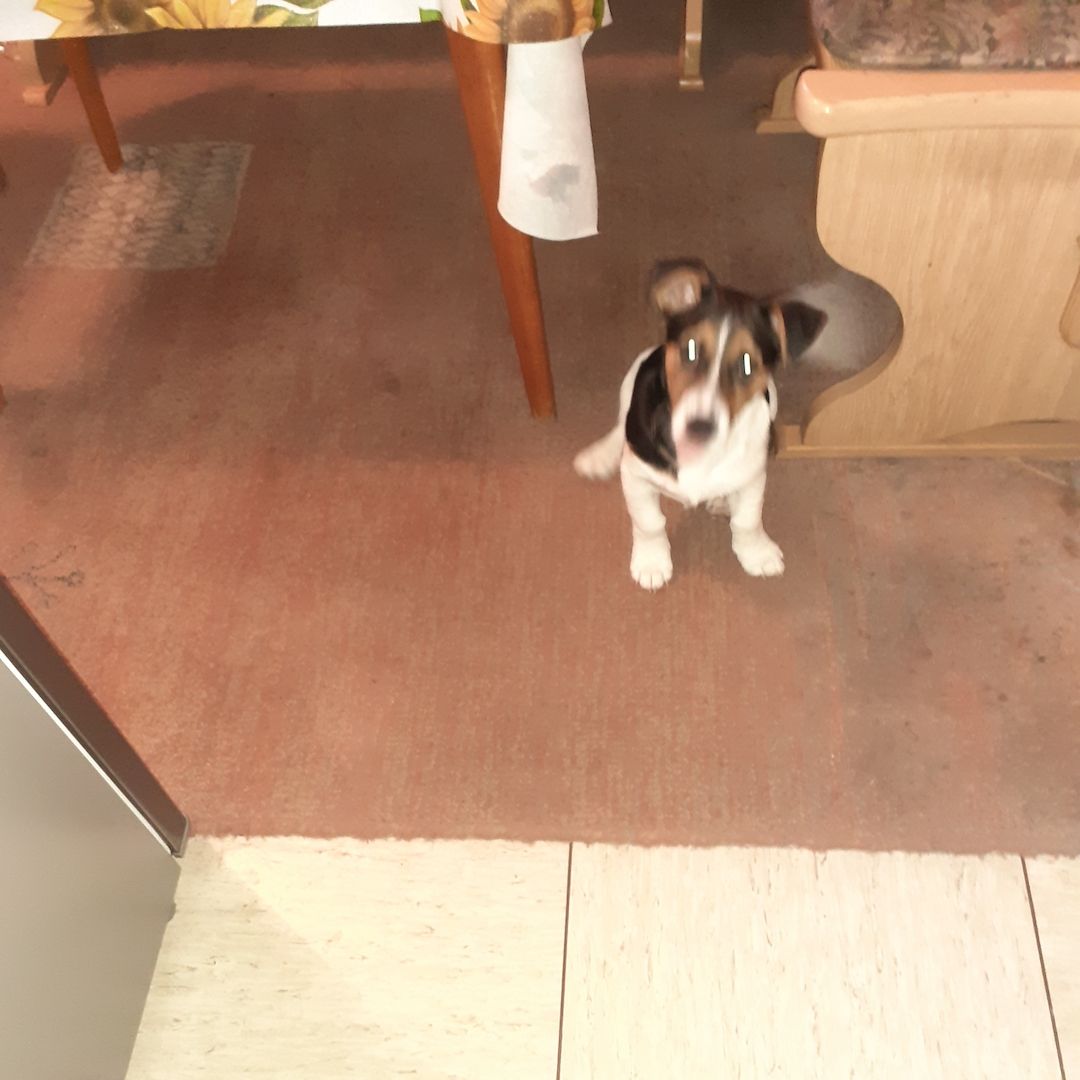 Jack-Russell-Terrier