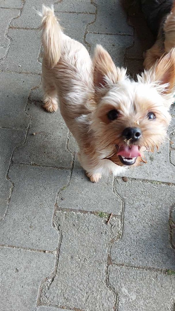 Yorkshire terrier