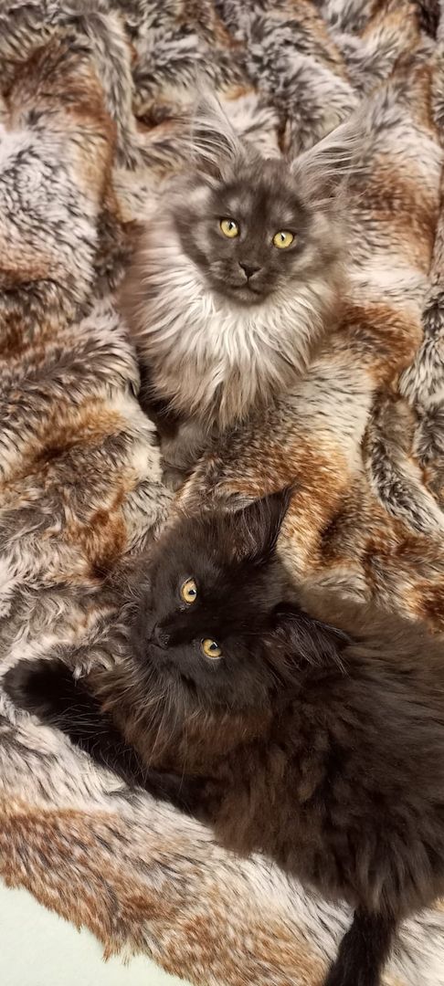 2x reinrassige Maine Coone Kitten