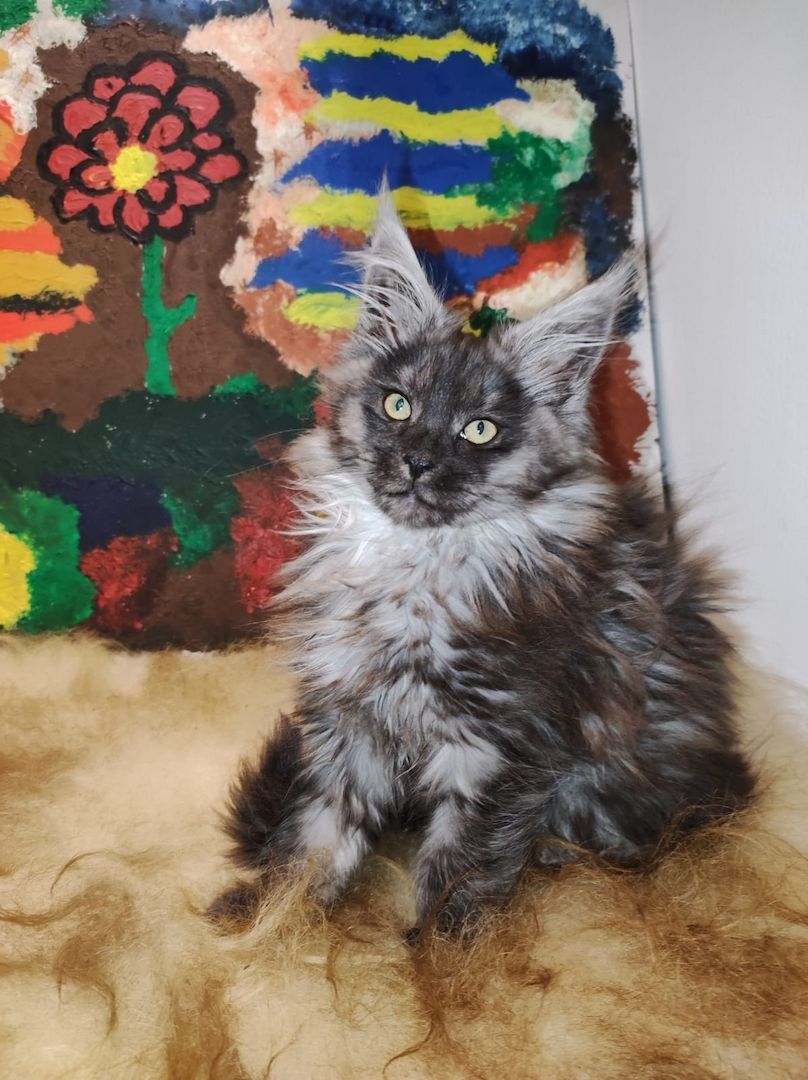 2x reinrassige Maine Coone Kitten