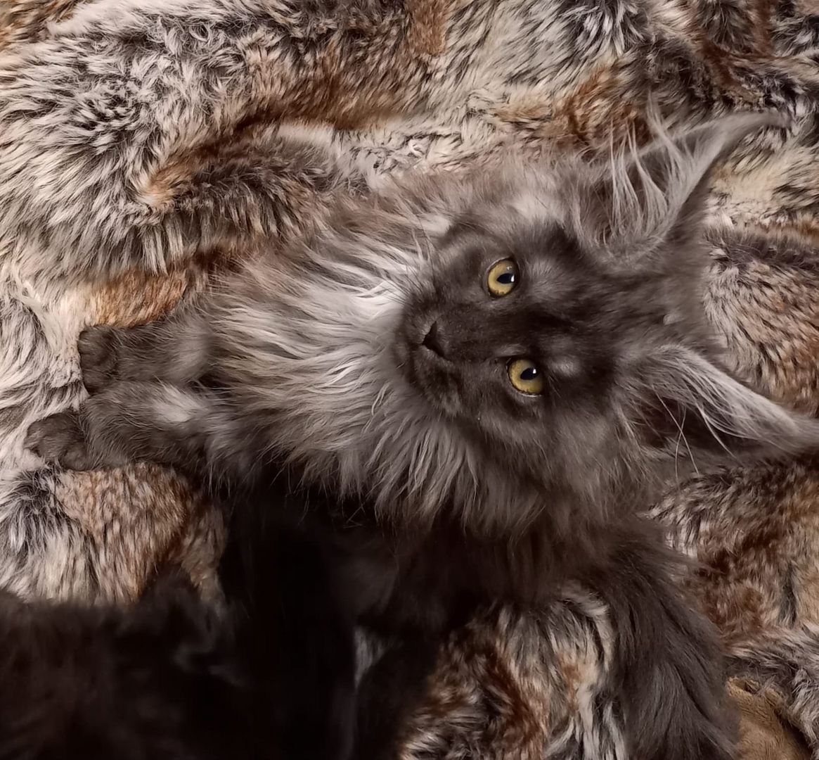 2x reinrassige Maine Coone Kitten