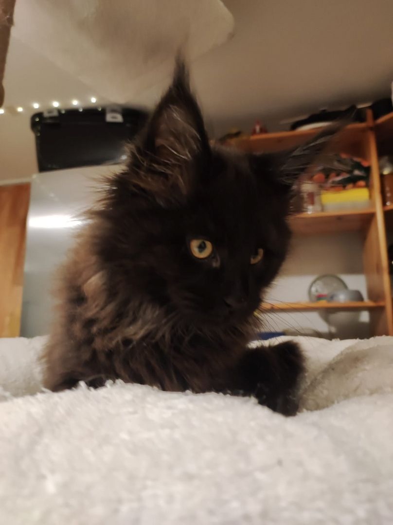 2x reinrassige Maine Coone Kitten