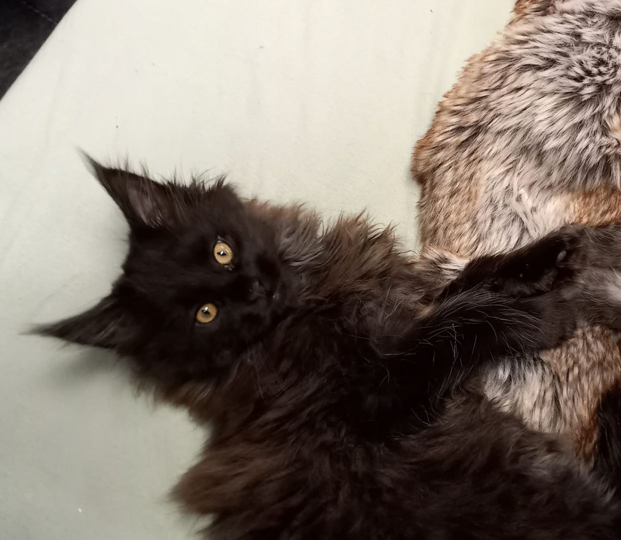 2x reinrassige Maine Coone Kitten