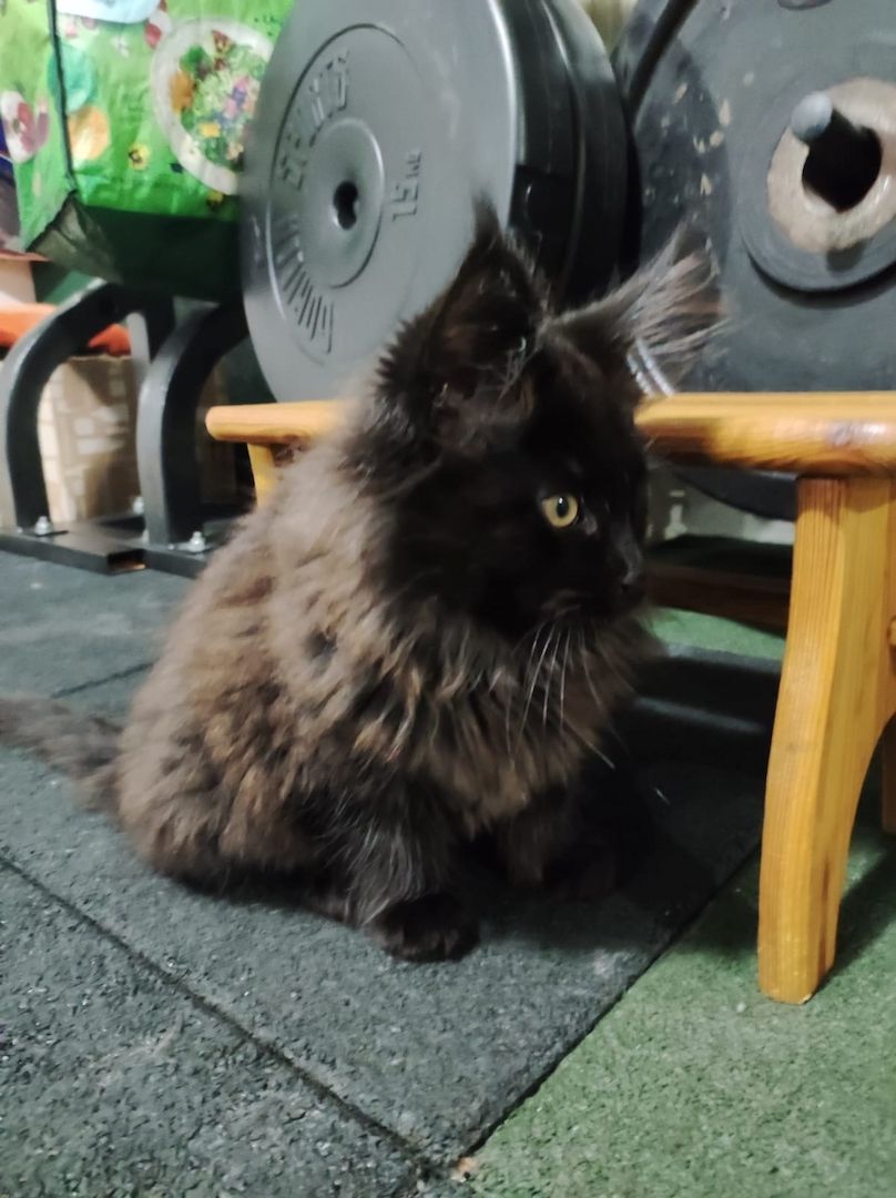 2x reinrassige Maine Coone Kitten